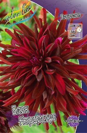 Купить оптом в Ботанике Георгина Блэк Нарциссус 1 шт кактусовые