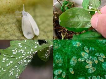 Белокрылка в огороде