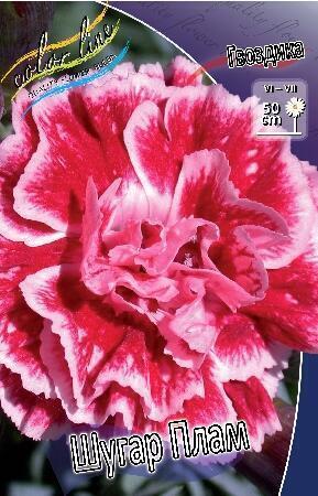 Купить оптом в Ботанике Гвоздика Шугар Плам 2 шт