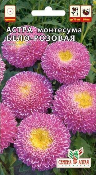 Купить оптом в Ботанике семена Астра Монтесума бело-розовая СА бренд Семена Алтая