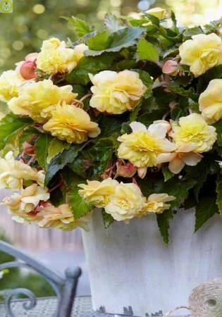 Купить оптом в Ботанике Бегония Одората Санни Дрим 3 шт 