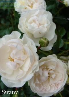 Купить оптом в Ботанике Роза Свани 1 шт почвопокровная