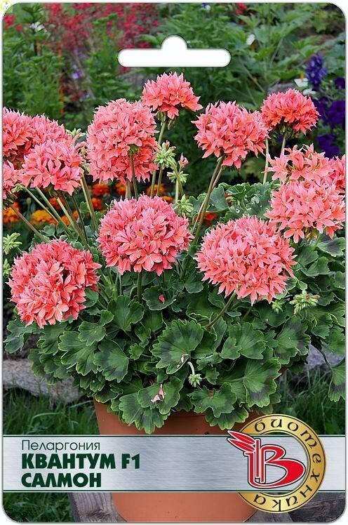Купить оптом в Ботанике семена Пеларгония Квантум Салмон F1 Био бренд Биотехника