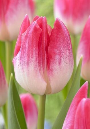 Купить оптом в Ботанике Тюльпан Дельта Шик 10 шт