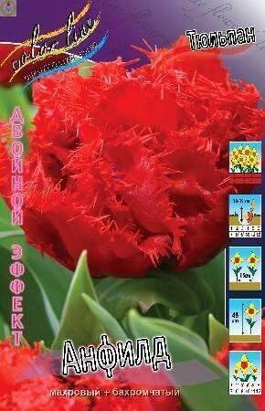 Купить оптом в Ботанике Тюльпан Анфилд 8 шт