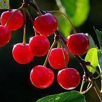 Купить оптом в Ботанике Вишня карликовая Анна