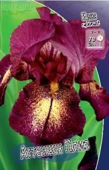 Купить оптом в Ботанике Ирис Аттеншн Плиз 1шт