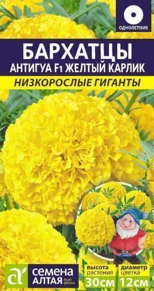 Купить оптом в Ботанике семена Бархатцы Антигуа Желтый карлик СА бренд Семена Алтая