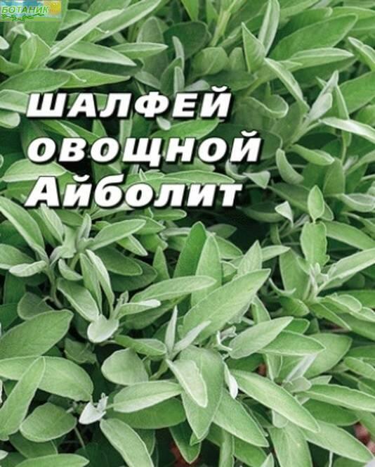 Купить оптом в Ботанике семена Шалфей Айболит Аэл бренд Аэлита