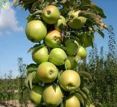 Купить оптом в Ботанике Яблоня колоновидная Малюха