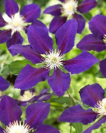 Купить оптом в Ботанике Клематис Зе Вагабонд 2 шт