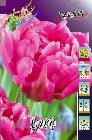Купить оптом в Ботанике Тюльпан Диор 8 шт