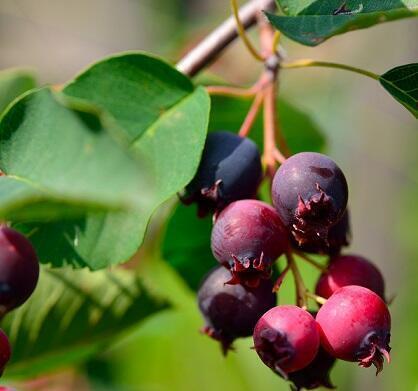 Купить оптом в Ботанике Ирга канадская Ханивуд C1.5