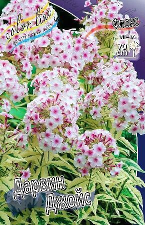 Купить оптом в Ботанике Флокс Дарвинс Джойс 2 шт