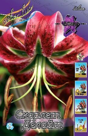 Купить оптом в Ботанике Лилия Скарлет Делайт 5 шт