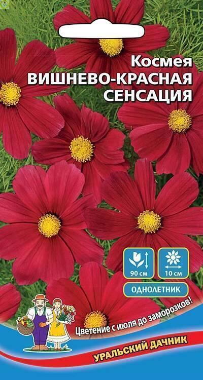 Купить оптом в Ботанике семена Космея Вишнево-красная сенсация УД бренд Уральский дачник