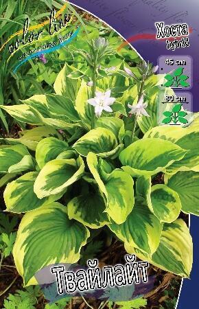 Купить оптом в Ботанике Хоста Твайлайт 2 шт