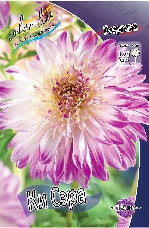 Купить оптом в Ботанике Георгина Ки Сэра 1 шт анемоновидные