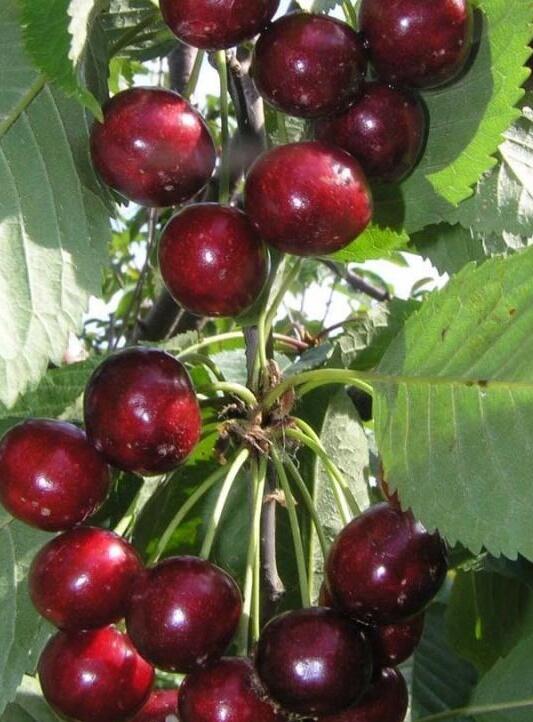 Купить оптом в Ботанике Черешня Веда Саженцы ОКС 2года