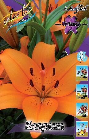 Купить оптом в Ботанике Лилия Есприт 10 шт