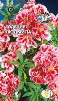 Купить оптом в Ботанике семена Годеция Людмила Сед бренд СеДеК