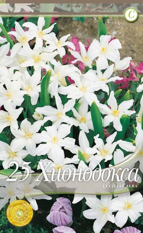 Купить оптом в Ботанике Хионодокса Люцилиа Альба4/5