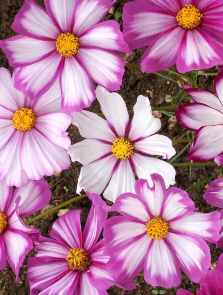 Купить оптом в Ботанике семена Космос Канди Страйп Акв бренд Акварель