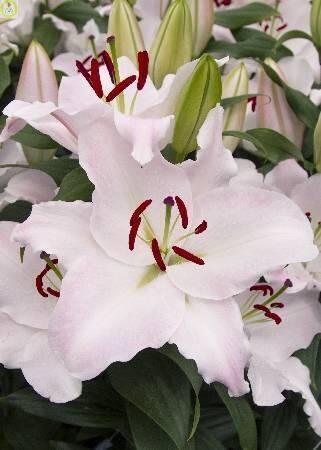 Купить оптом в Ботанике Лилия Парадиз 5 шт 