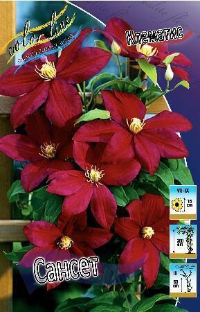 Купить оптом в Ботанике Клематис Сансет 2 шт