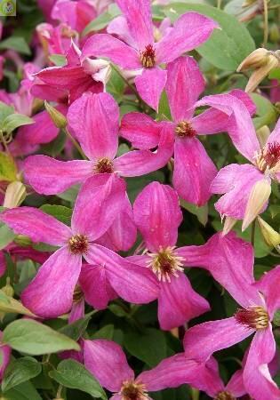 Купить оптом в Ботанике Клематис Уандерфул 2 шт 