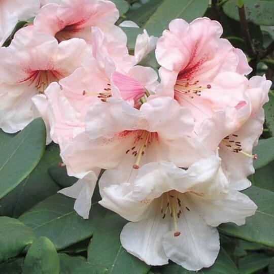 Купить оптом в Ботанике Рододендрон гибридный Хания P9