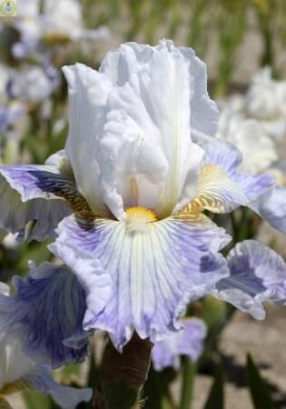 Купить оптом в Ботанике Ирис Хэрз 2 шт 