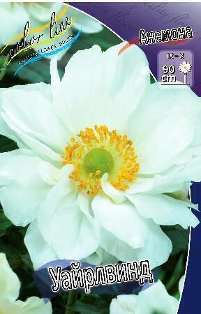 Купить оптом в Ботанике Анемона Уайрлвинд 2 шт