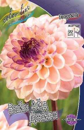 Купить оптом в Ботанике Георгина Вайн Айд Джилл 1 шт помпонные