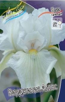 Купить оптом в Ботанике Ирис Вирджиния Агнес  2 шт