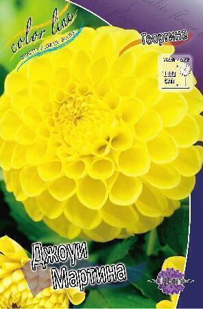 Купить оптом в Ботанике Георгина Джоуи Мартина 1 шт шаровидные