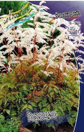 Купить оптом в Ботанике Волжанка Горацио 1 шт