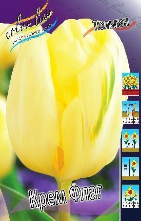 Купить оптом в Ботанике Тюльпан Крем Флаг  10 шт