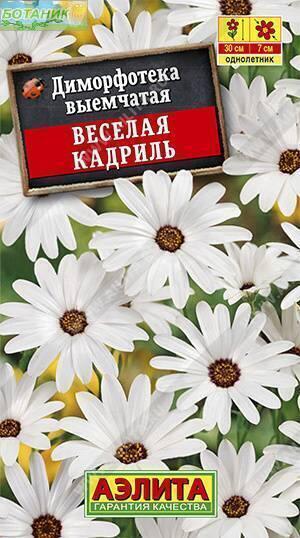 Купить оптом в Ботанике семена Диморфотека Веселая кадриль Аэл бренд Аэлита