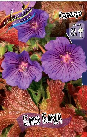 Купить оптом в Ботанике Гераниум Блю Блуд 1 шт