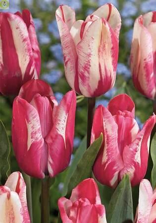 Купить оптом в Ботанике Тюльпан Флэминг Кисс 10 шт