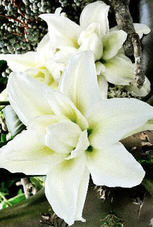 Купить оптом в Ботанике Лилия Каролина 5 шт