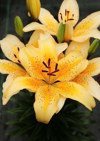 Купить оптом в Ботанике Лилия Фреклед Джой 7 шт