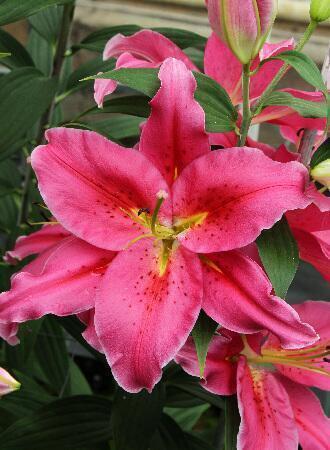 Купить оптом в Ботанике Лилия Бест Регардс 7 шт