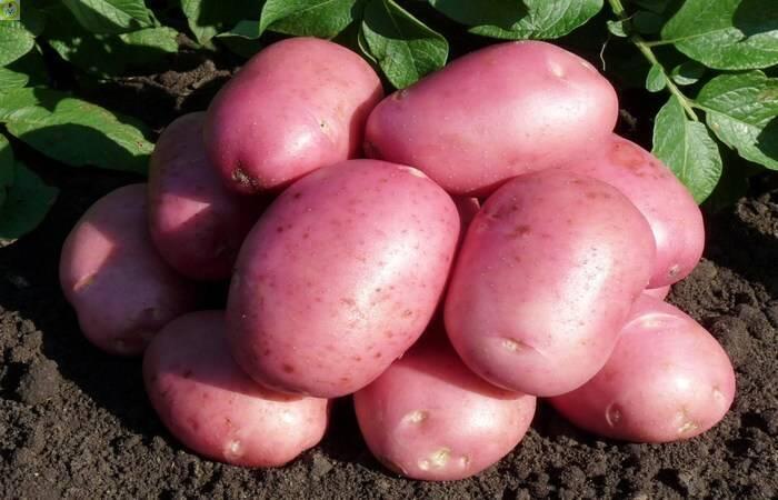 Купить оптом в Ботанике Картофель семенной Лабелла 2реп. 1кг (мешки 25-30кг)+/-2%