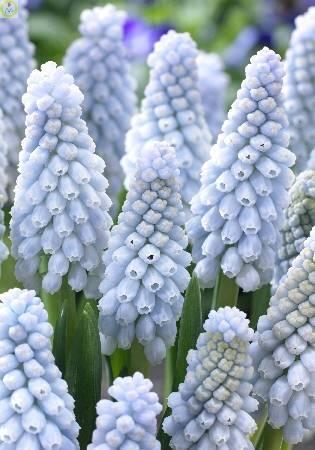 Купить оптом в Ботанике Мускари Бейбиз Бреф 7/8 5 шт х5