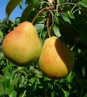 Купить оптом в Ботанике Груша Лада (подвой: груша уссурийская)