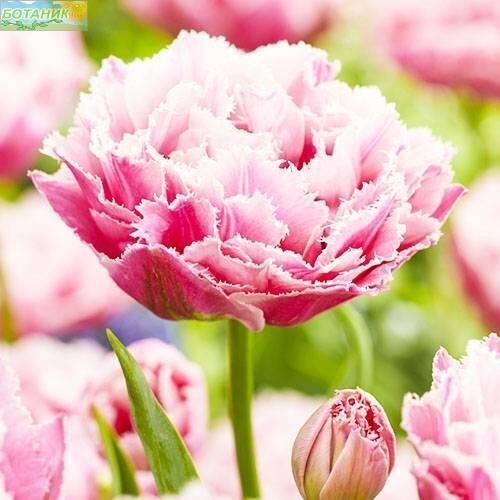 Купить оптом в Ботанике Тюльпан Шугар Кристалл 7 шт