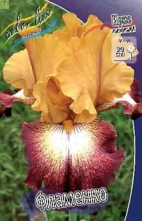 Купить оптом в Ботанике Ирис Фламенко 2 шт
