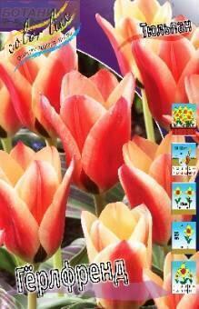 Купить оптом в Ботанике Тюльпан Гёрлфренд  10 шт